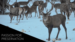 Passion for Preservation A Wild Deer Feeding Near Oberammergau Germany [upl. by Nwahsauq731]