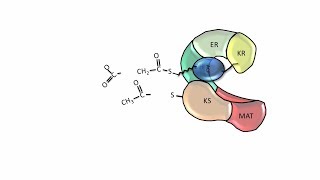 Fatty Acid Synthesis  Fatty acid synthase [upl. by Cleasta]