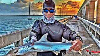 Florida Keys Bridge Fishing  NEW GoPro [upl. by Rosana]