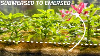 How to Convert Submersed Aquarium Plants to Emersed Growth [upl. by Trainer]