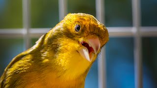 BEST CANARY SINGING LIVE  CANTO CANARIO  SERINUS CANARIA [upl. by Porta790]