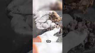 Rescuing a Turtle from the Burden of Barnacles animals wildlife viral [upl. by Eineeuq]