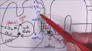 Respiration et fermentation TS spé SVT [upl. by Allertse]