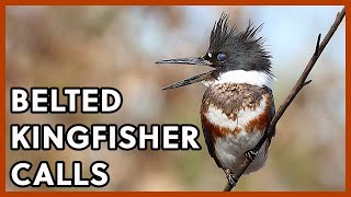 Belted Kingfishers Calls [upl. by Gean306]