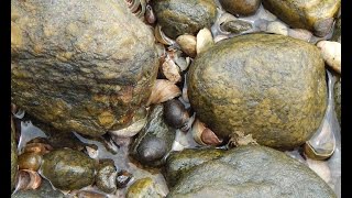 Littorina littorea Linnaeus 1758 Common Periwinkle [upl. by Eelrefinnej]