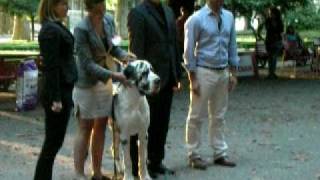 ELIXIR DAMOUR  Best In Show  httpwwwdogalmarcom [upl. by Yanaton]