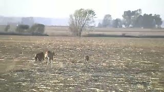 galgos vs liebres  Greyhound vs hares [upl. by Crutcher]