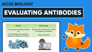 Evaluating Monoclonal Antibodies  GCSE Biology [upl. by Kristos]