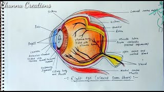 How to draw Human eye Diagram step by stepEye diagram in easy way [upl. by Casar]