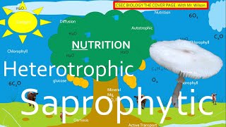 Autotrophic Heterotrophic and Saprophytic Nutrition  CSEC BIOLOGY TCP [upl. by Madalena]