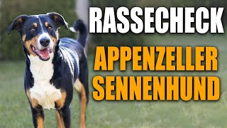 Appenzeller Sennenhund Rassecheck  Rasseportrait Rassebeschreibung Informationen zur Rasse [upl. by Heath363]