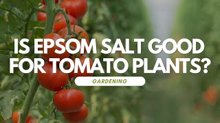 Is Epsom Salt Good For Tomato Plants [upl. by Hacissej847]