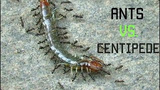 CENTIPEDE VS POWERFUL ANTS [upl. by Yhtrod]