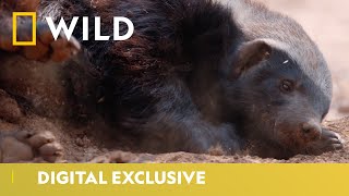 The Life of Honey Badgers  Predator Mondays  National Geographic Wild UK [upl. by Ived]