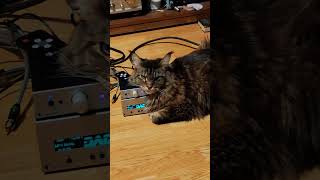 Project hifi amplifier vs 😺 [upl. by Nagiem432]