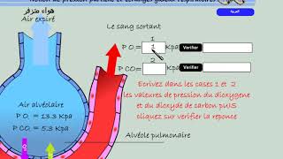 les échanges gazeux respiratoires [upl. by Atat]