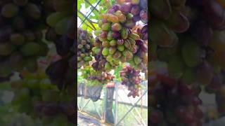 Update Anggur Gozv di Kebun Almira Grape  anggurimport anggurgozv kebunanggur [upl. by Fortier427]