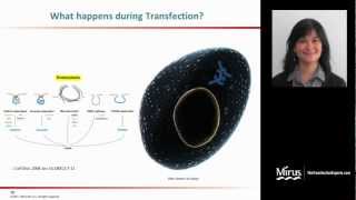 Transfection 101 [upl. by Norehs]