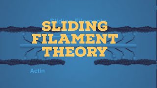 sliding filament theory [upl. by Anselmi294]