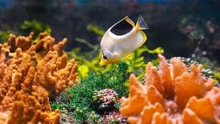 How to Clean a Saltwater Fish Tank  Aquarium Care [upl. by Flora]