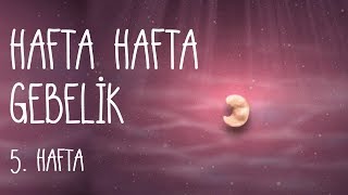 Hafta Hafta Gebelik 5 hafta [upl. by Reckford562]