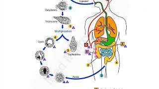 Entamoeba histolytica lecture [upl. by Dyana]