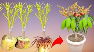 The technique of propagating mangoes from cuttings helps mangoes grow super fast [upl. by Eniloj]