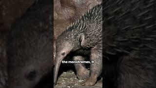 Egg Laying Mammals The Monotremes animals wildlife mammalsaroundtheworld egglayers monotremes [upl. by Rape899]