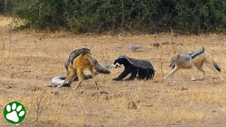 Python Dachs amp Schakal kämpfen gegeneinander [upl. by Bernstein]