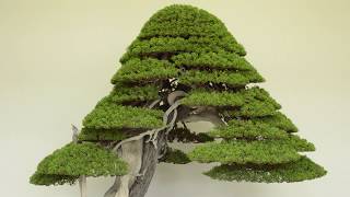 Juniper Bonsai care [upl. by Justin502]