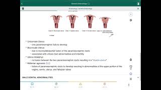 Genital Embryology  علم الأجنة التناسلية [upl. by Joann]