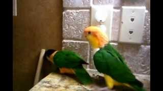 Caique Parrots Pumpkin and KabaPunks of the bird world [upl. by Markson]