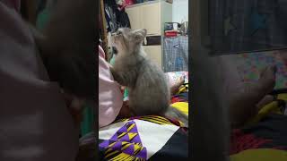 Lambing Time cats cutecat catlover short [upl. by Airt]