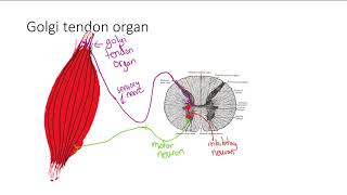 Golgi Tendon Organ  MSK  Step 1 Simplified [upl. by Zima]