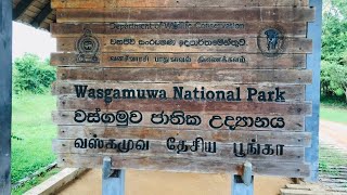 wasgamuwa national park [upl. by Suiravaj]