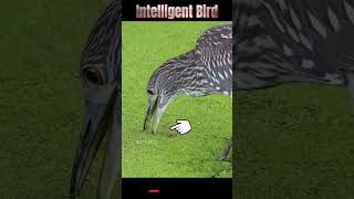 Intelligent Bird ll దీని తెలివి అమోగం ll Its intelligence is amazing ll TOT FACTS [upl. by Aitra]