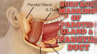 Surface Marking of Parotid Gland amp Parotid Duct Head amp Neck Region Anatomy [upl. by Morgun]