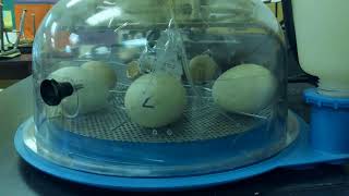 Duck Incubator  should hatch may 27 [upl. by Gnol]