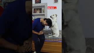 Jab koi ghar main aayega to kya kregi Ellie dog doglover shorts youtubeshorts [upl. by Losyram]