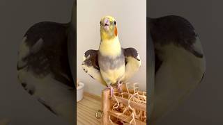 🐥Olha essa calopsita cantando shorts birds parrot birdsinging cockatiel pets parrots [upl. by Elke]