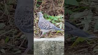 Streptopelia orientalis birds dove [upl. by Maisel590]