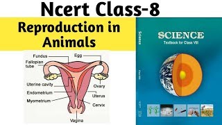 Reproduction in animals for class 8 in hindi  NCERT [upl. by Aisor]