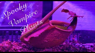 How to Grow Nepenthes Bicalcarata [upl. by Ylek661]