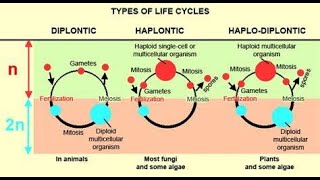 haplontic diplontic and haplodiplontic life cycle [upl. by Llerdnod]