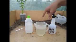 How to Make a simple Organic Insecticide Spray Aphids Blackfly Whitefly etc [upl. by Haden]