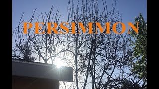 How to prune a PERSIMMON [upl. by Mauricio]