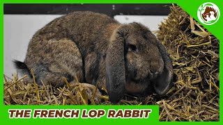 Meet the French Lop the most beautiful rabbit in the world [upl. by Schafer]