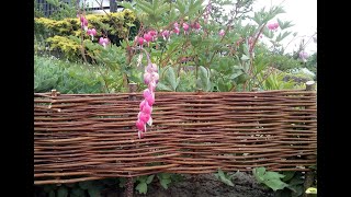 DIY BeetbegrenzungenWeidezäunchen flechten  Anleitung  flowerbed willow fence [upl. by Ococ]