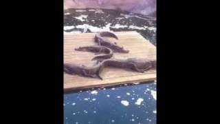 Feeding Alligators in Bradenton Florida [upl. by Venterea]