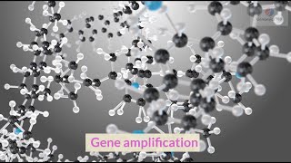 Gene amplification [upl. by Karrie]